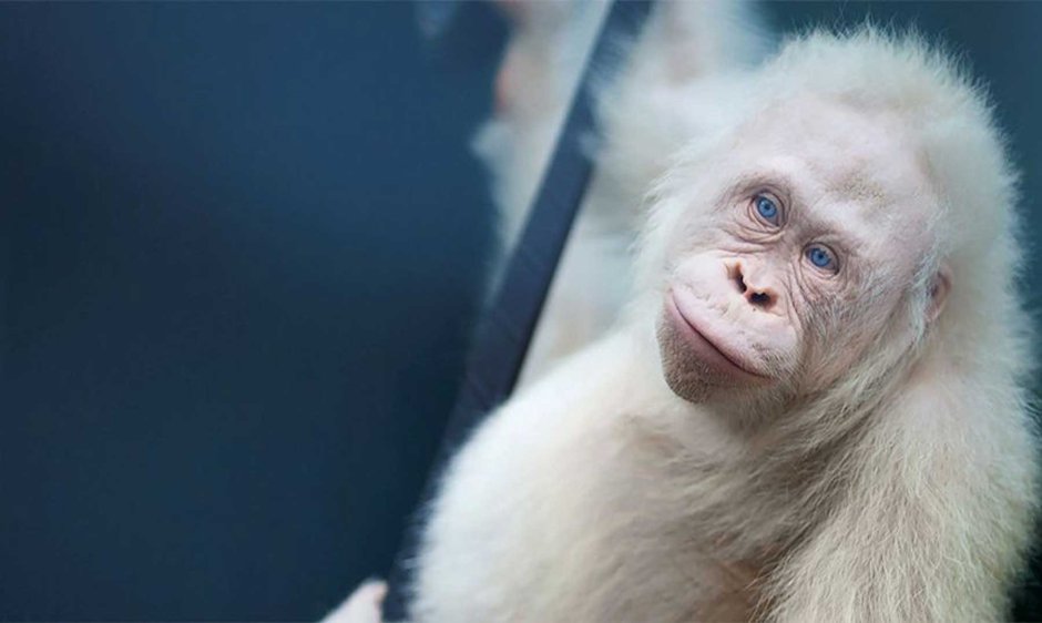 Обезьяна с белыми волосами