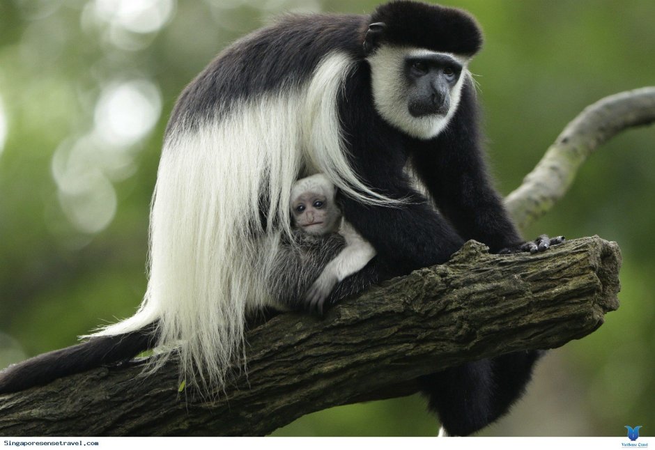 Колобус обезьяна