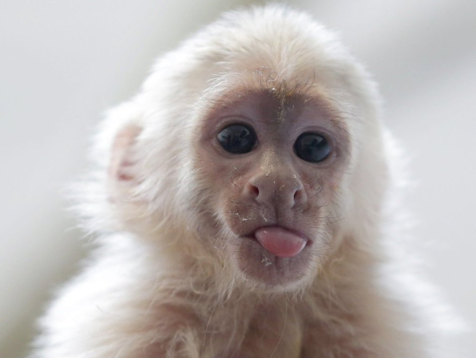 Капуцин альбинос
