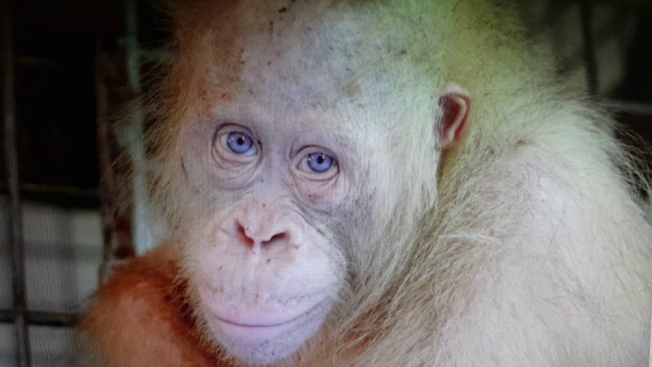 Шимпанзе альбинос