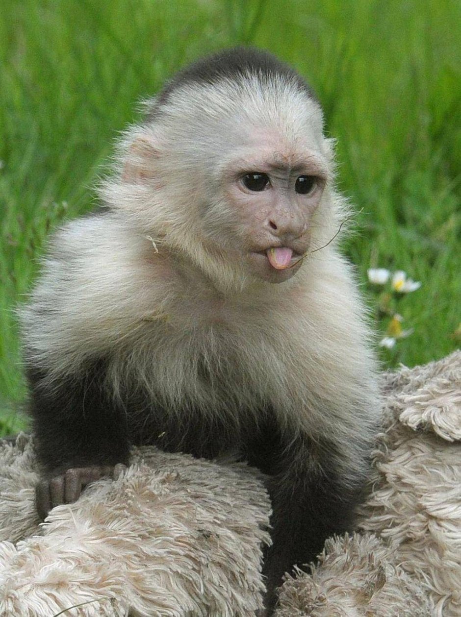 Белогрудый капуцин