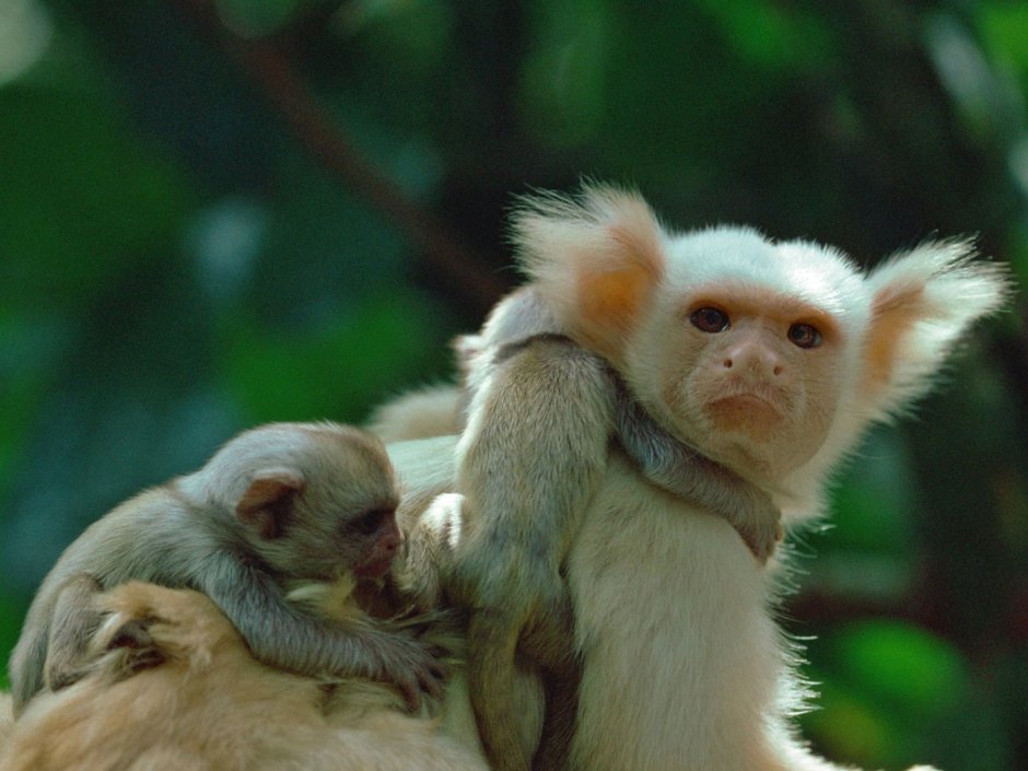 Обезьянка игрунка белая