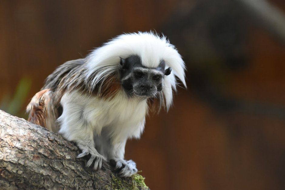 Тамарин с черной гривой