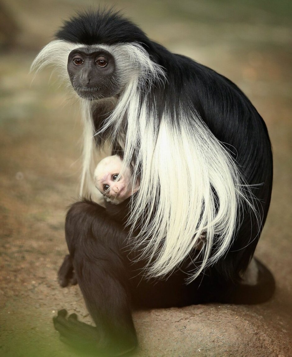 Королевская гвереца