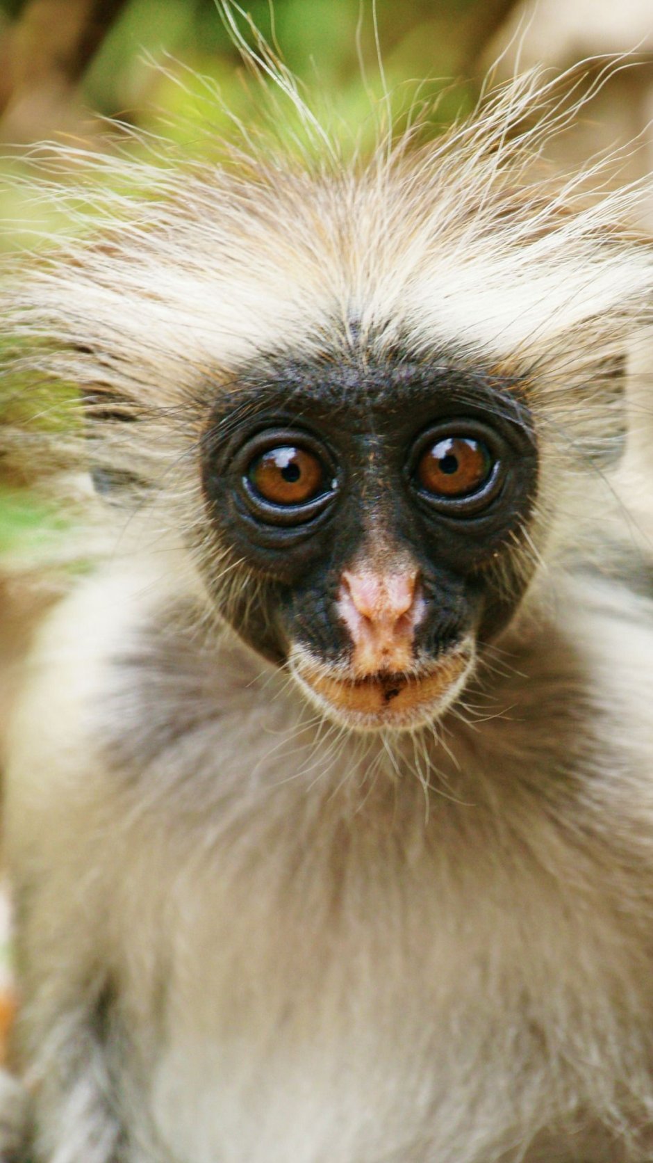 Обезьянка с белой мордочкой