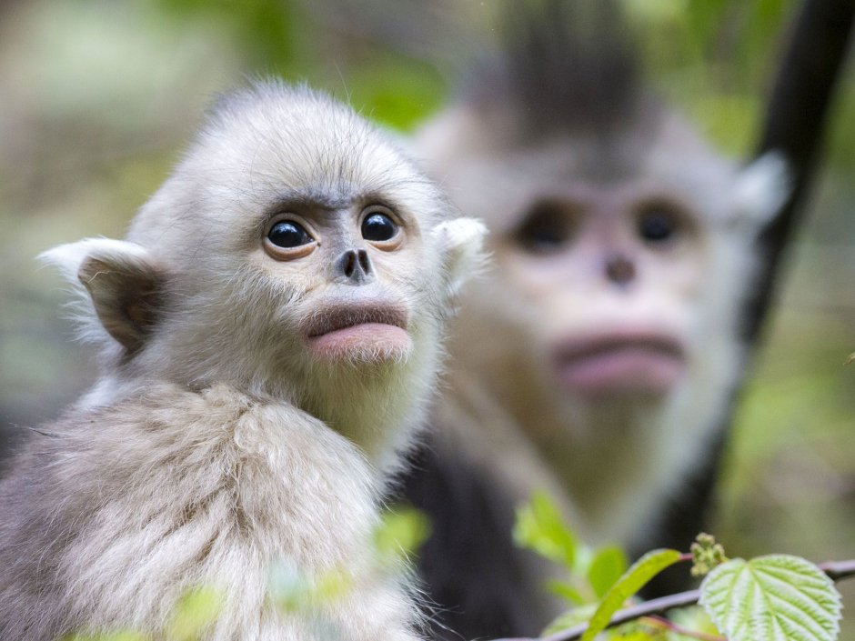 Обезьяна ринопитек