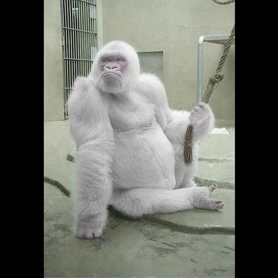 Белые обезьяны в горах