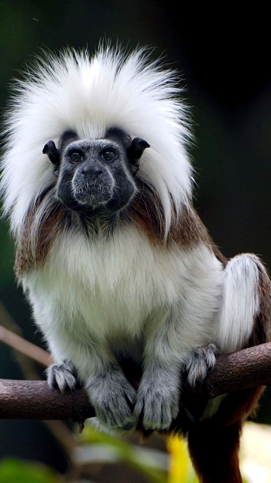 Веселая обезьянка черно белая