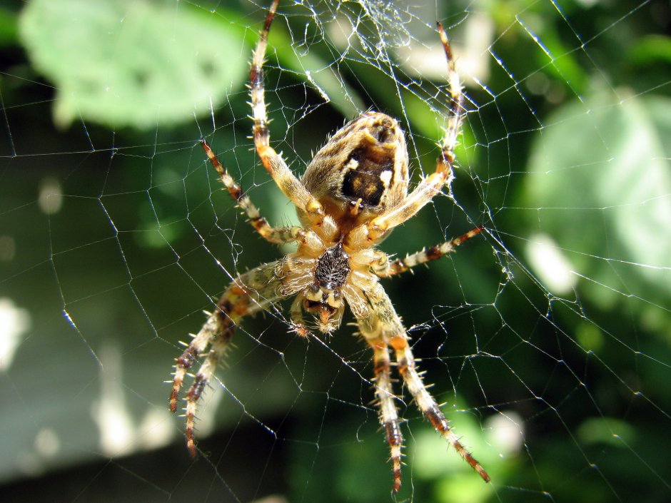 Araneus diadematus паук крестовик