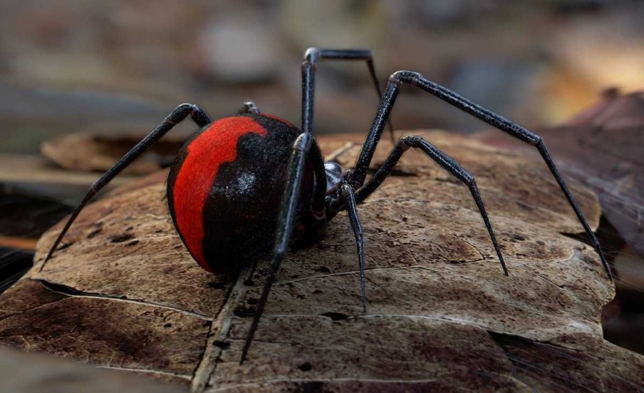 Latrodectus hasselti паук
