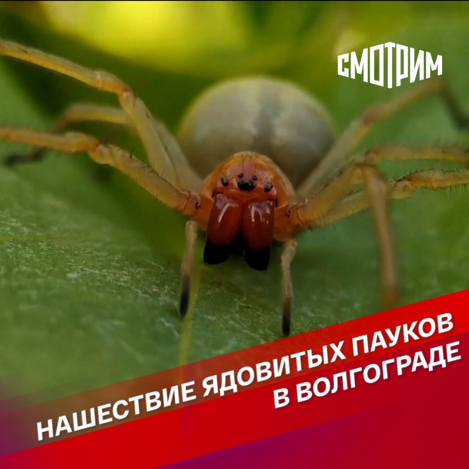 Паук Каракурт в Волгоградской области