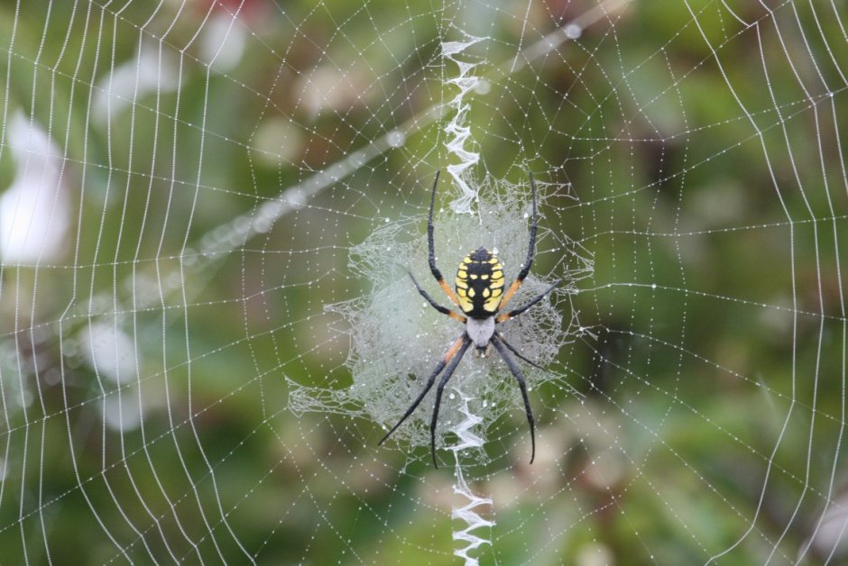 Паук Cheiracanthium punctorium