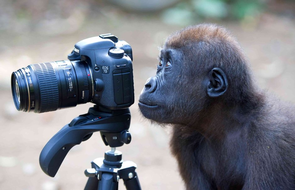 Обезьяна с фотоаппаратом