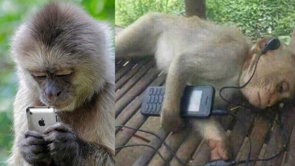 Обезьяна лежит в наушниках