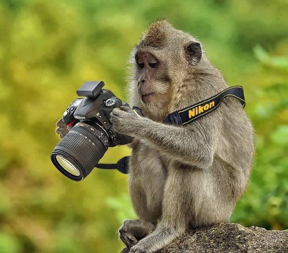 Животные с фотоаппаратом