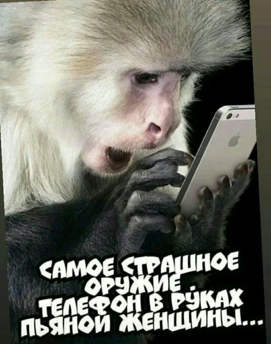 Умная обезьяна