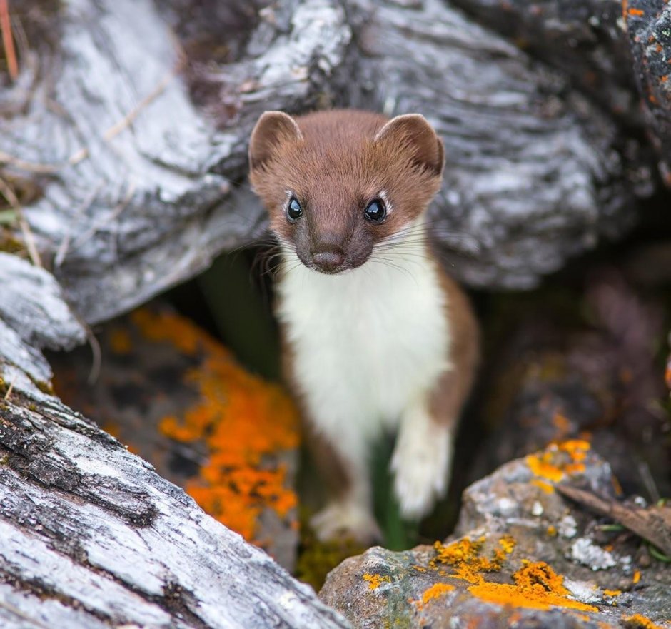 Горностай (Mustela erminea)