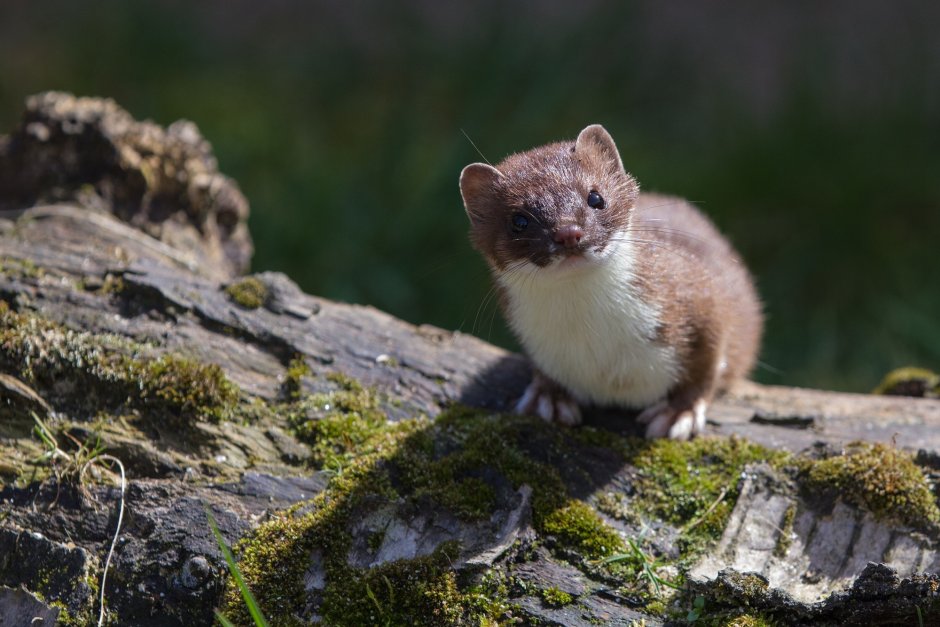 Ласка Mustela nivalis Linnaeus, 1766