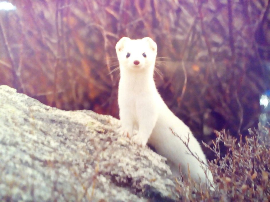 Горноста́й (лат. Mustela erminea)