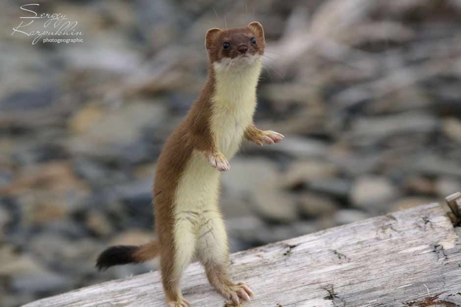 Горностай (Mustela erminea)