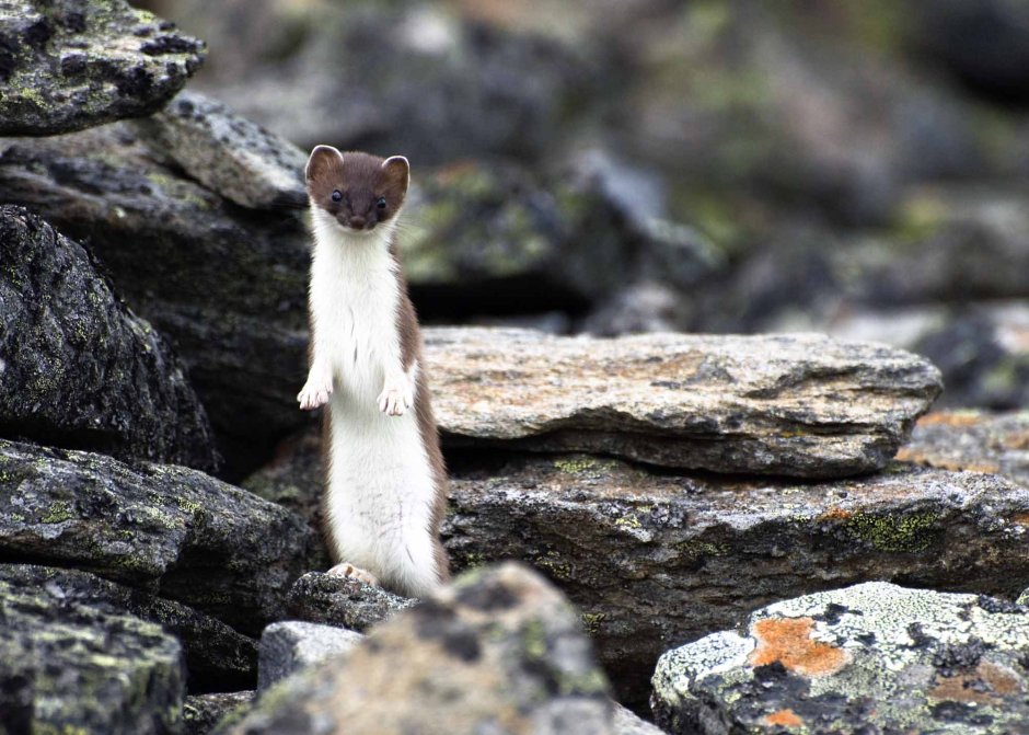 Горностай (Mustela erminea)