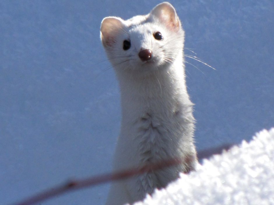Горностай (Mustela erminea)