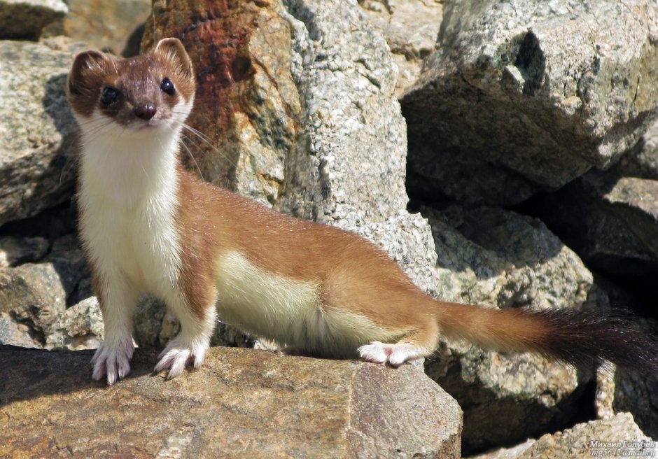 Ласка (Mustela nivalis)