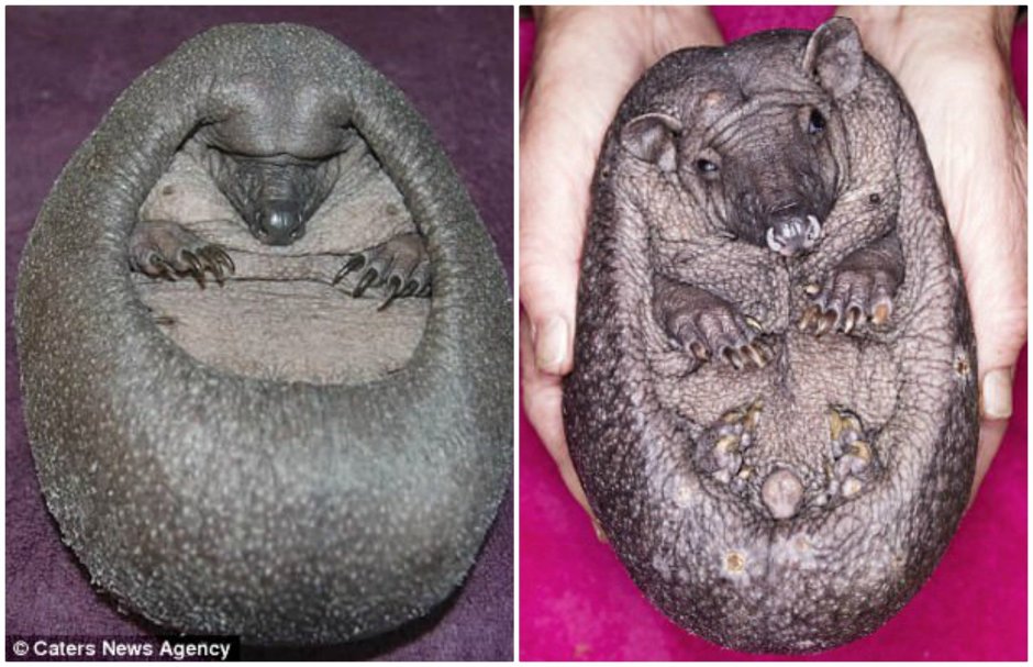 Еж без иголок