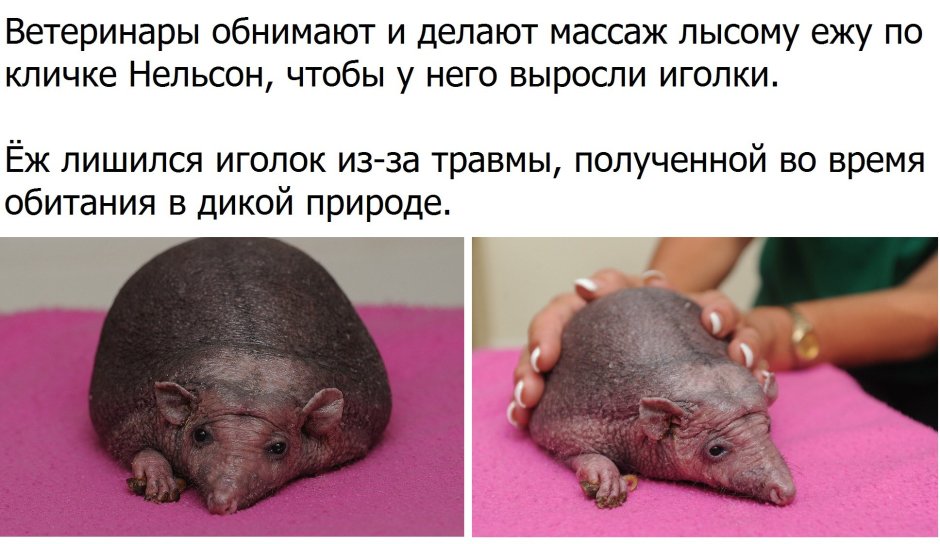 Анекдот про лысого Ёжика