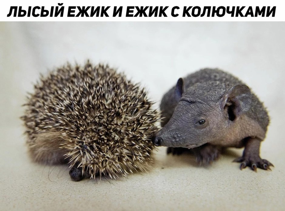 Ежик без иголок