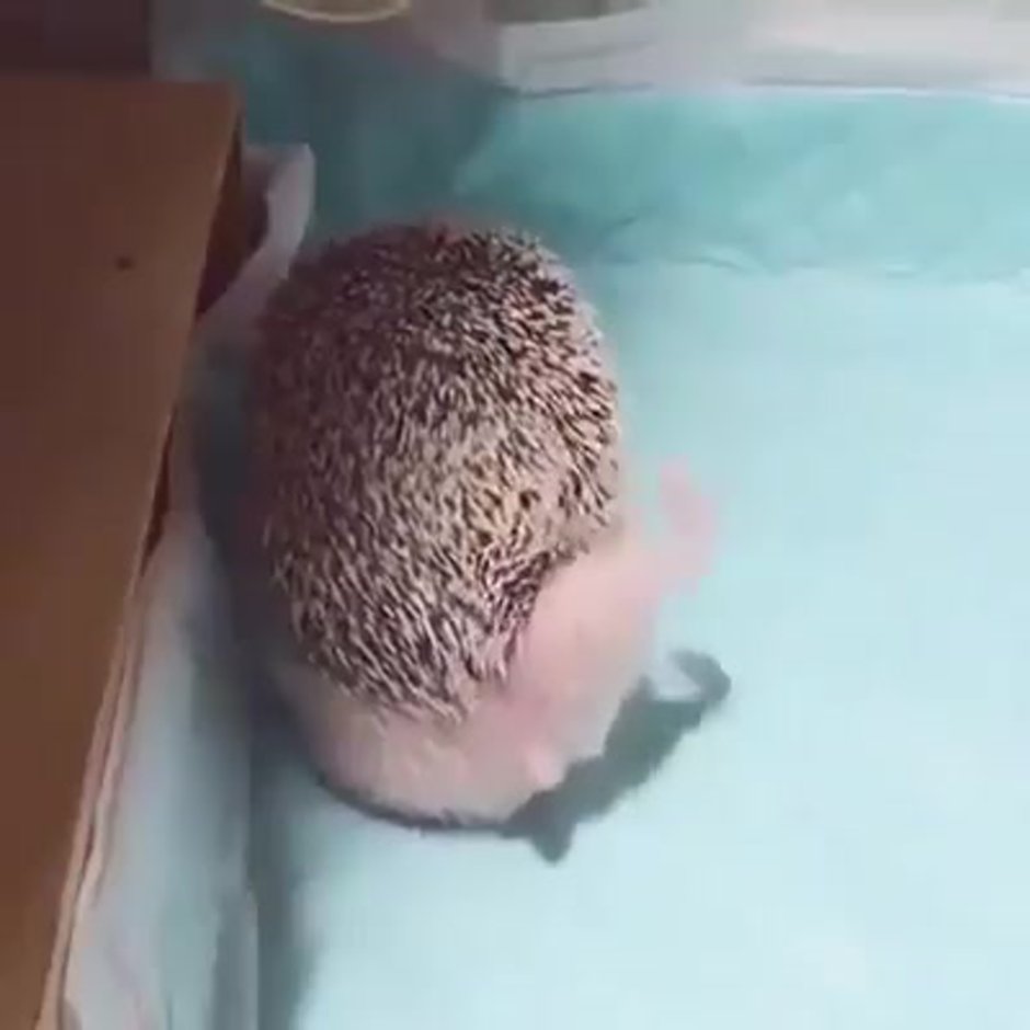 Лысый Ежик