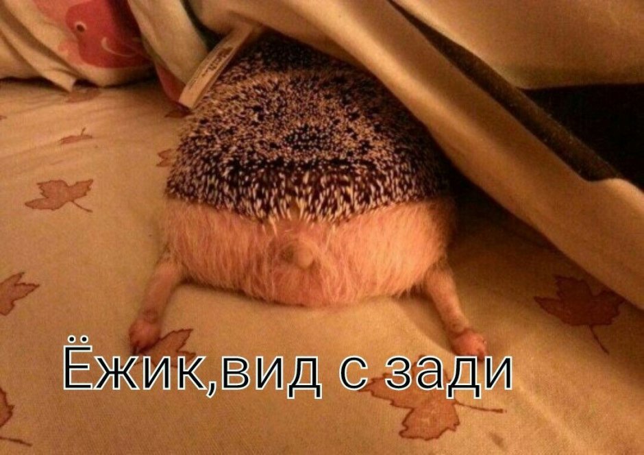 Попа ежика