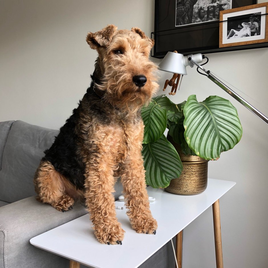 Welsh Terrier