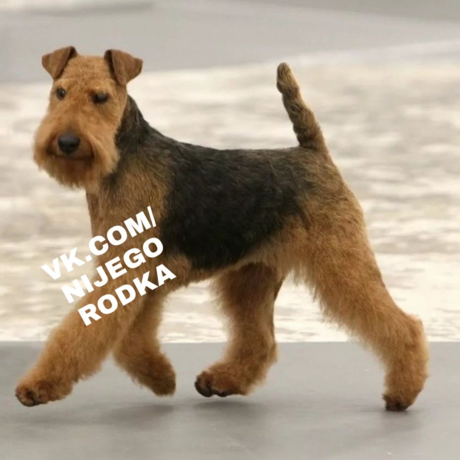 Голубой Эрдельтерьер