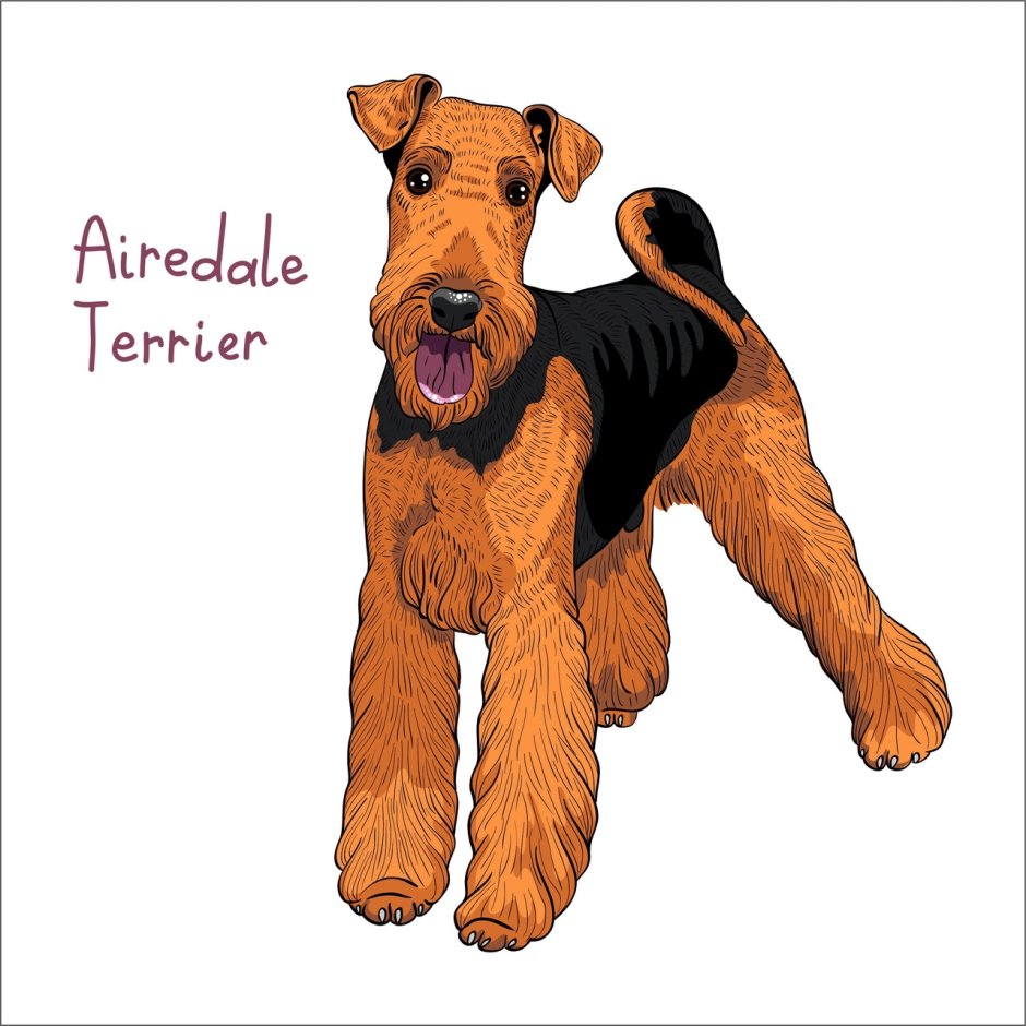 Фокстерьер (Fox Terrier)
