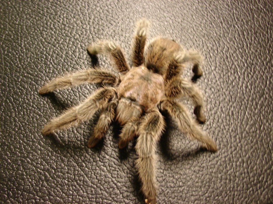 False Widow паук