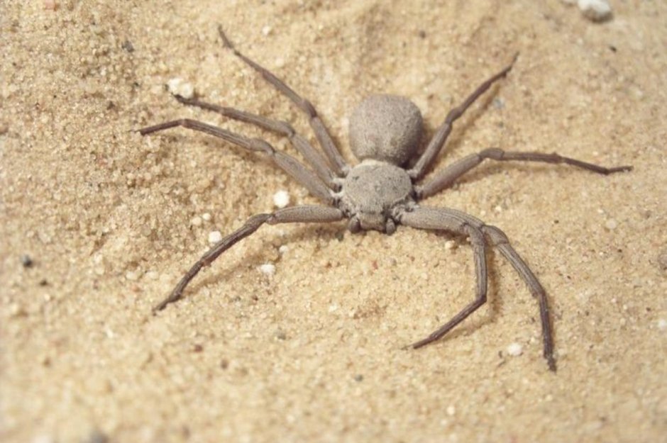 Steatoda Nobilis паук чёрный