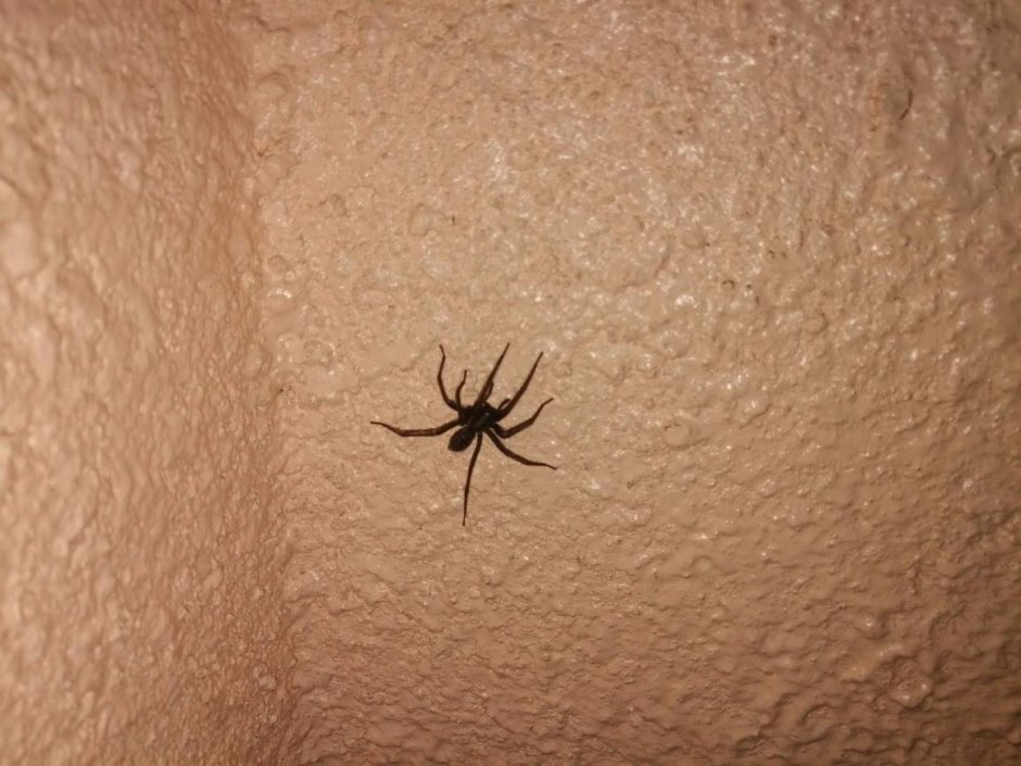 Cheiracanthium inclusum паук