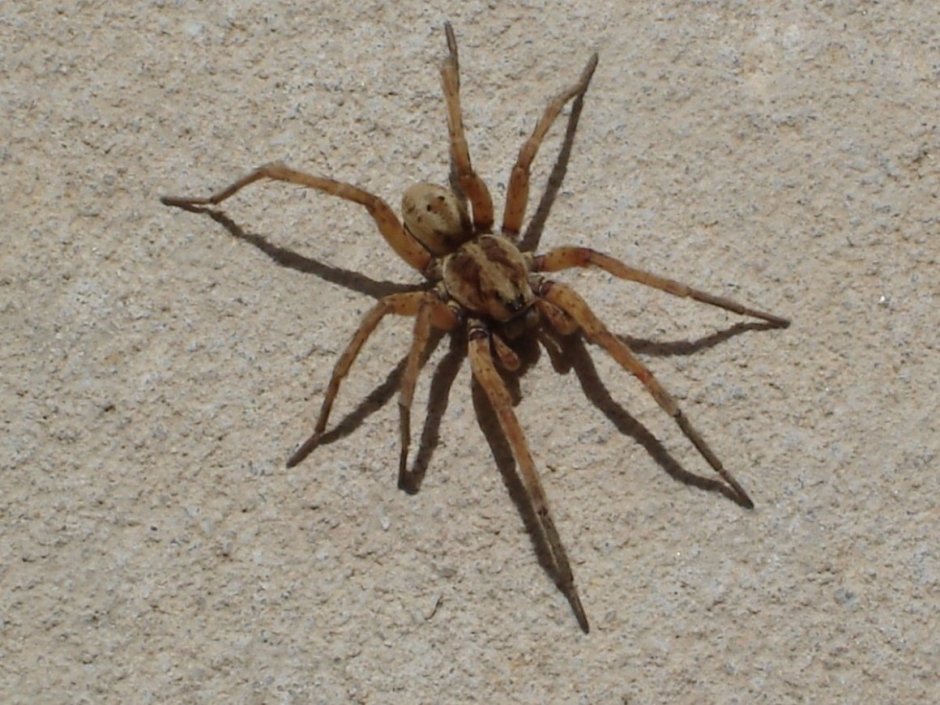 Carparachne aureoflava