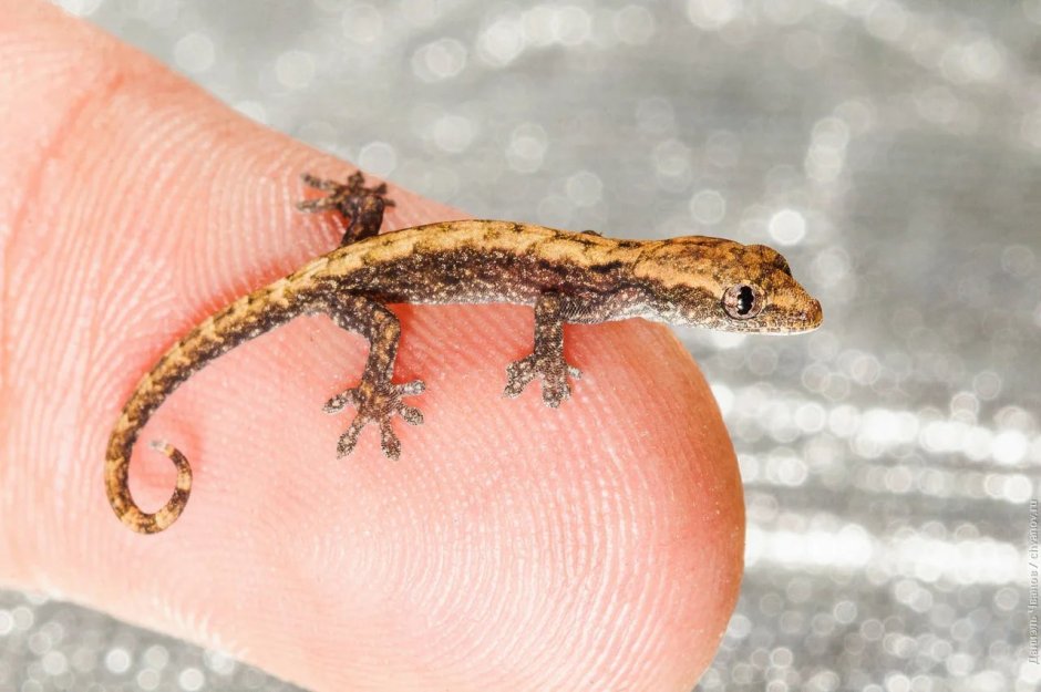 Виргинский круглопалый геккон