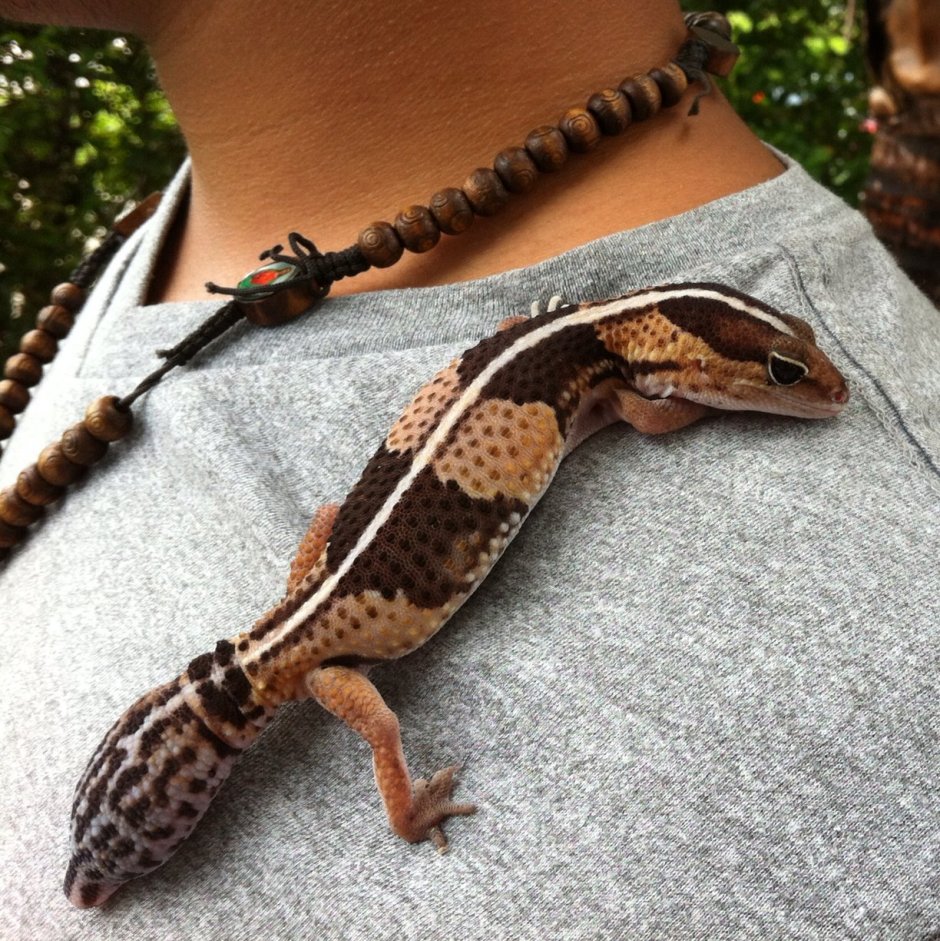 Эублефар вторичный хвост