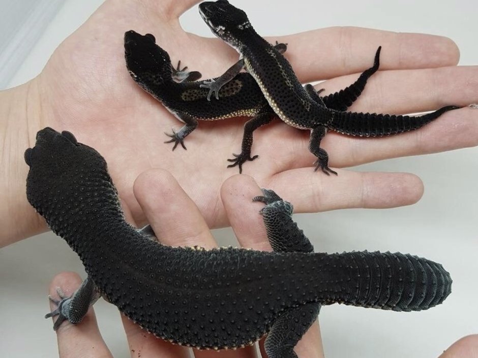 Эублефар Black Night