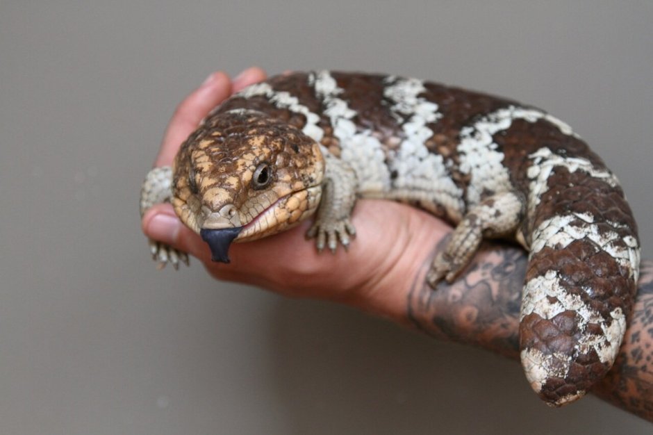 Короткохвостый сцинк