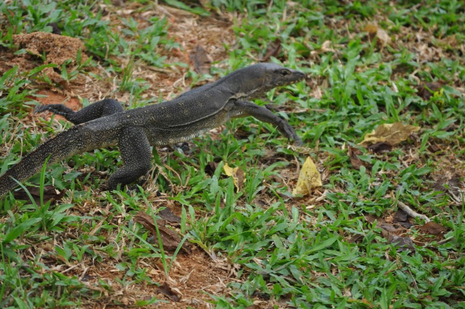 Ящерицы Сингапура