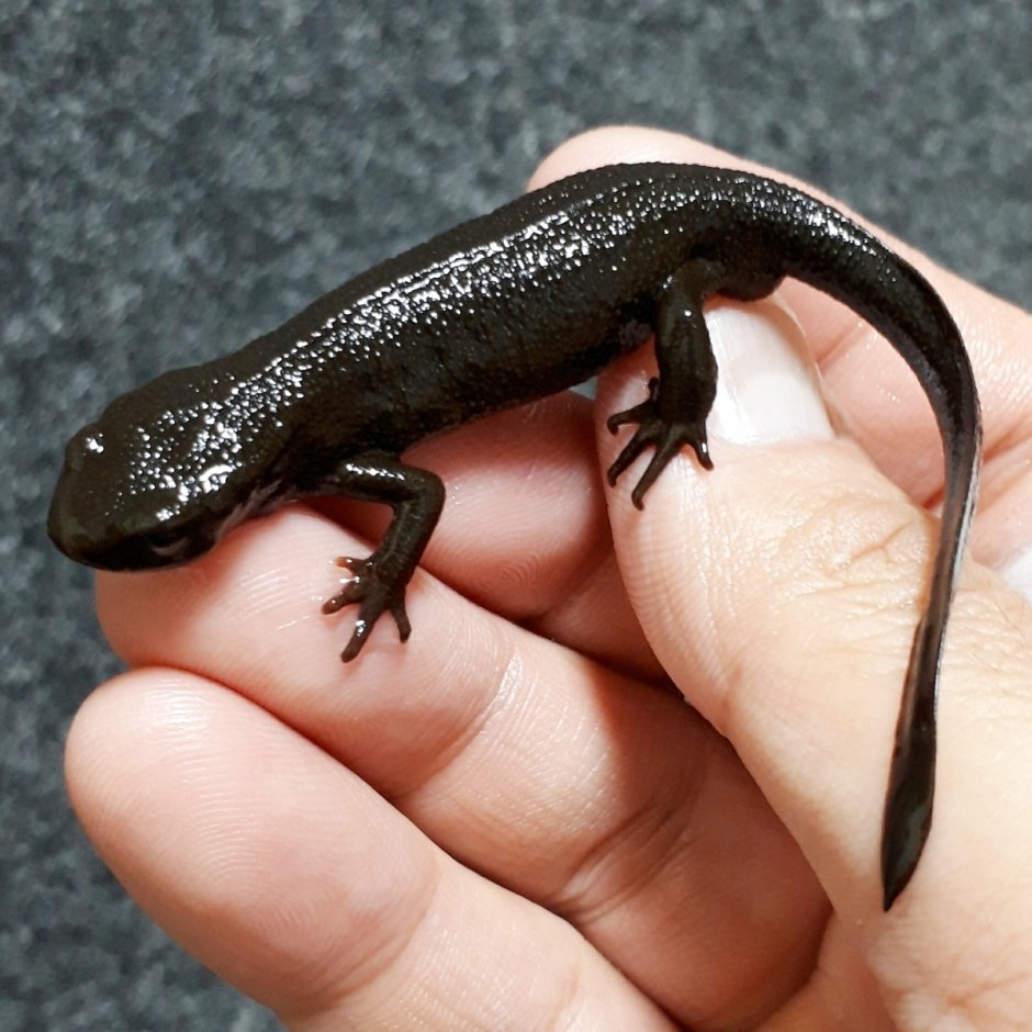 Альпийская саламандра (черная саламандра)