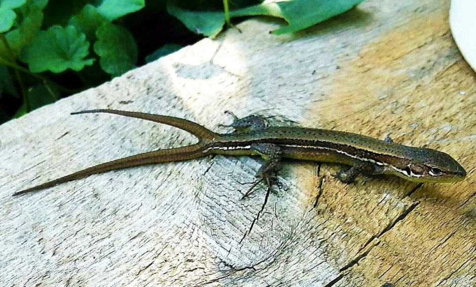 Ящерицын хвост