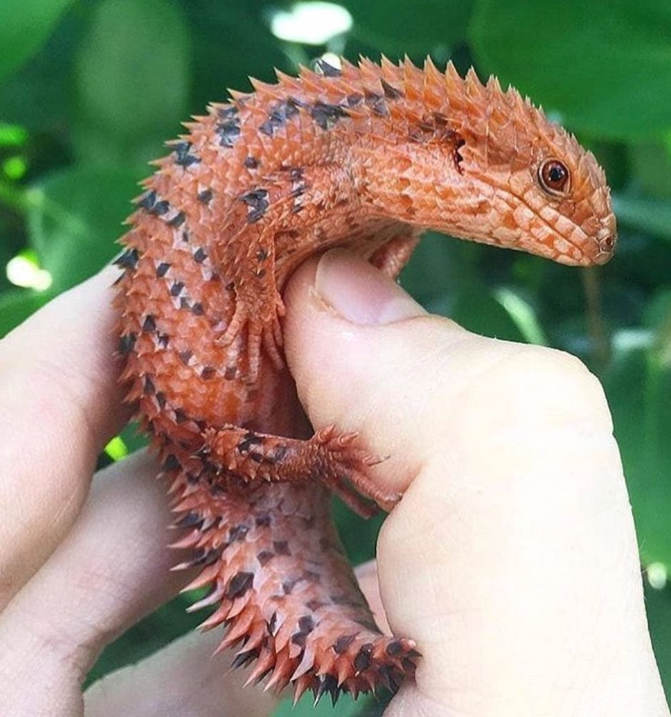 Ящерица крокодиловый сцинк