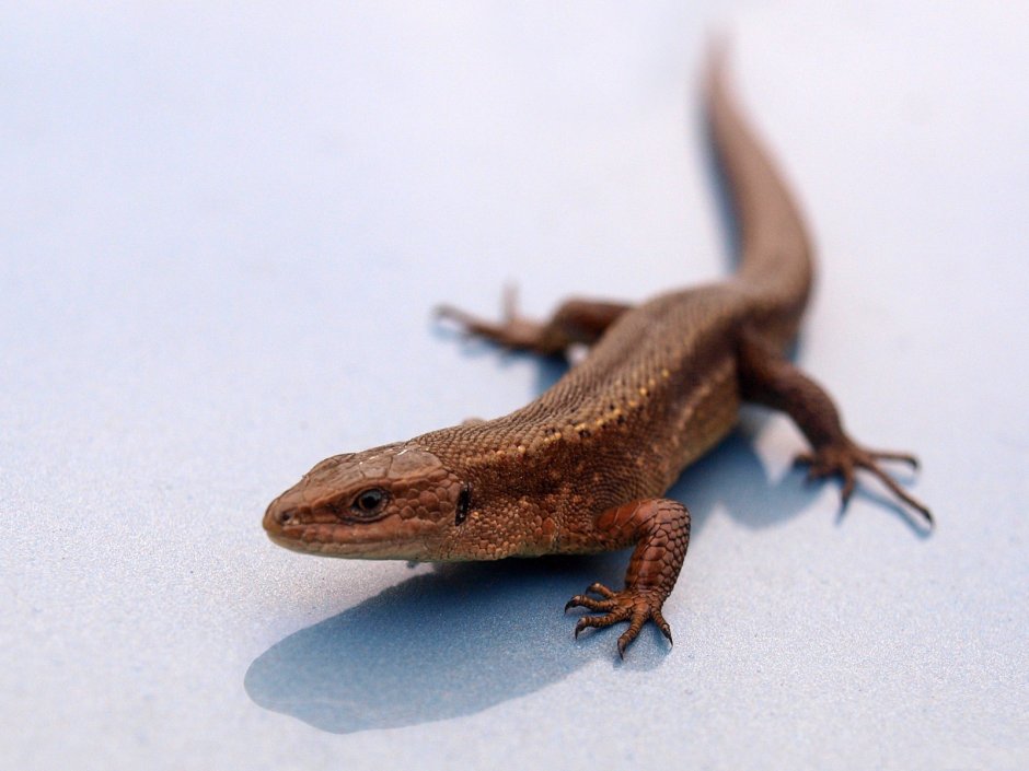 Ящерица домашняя