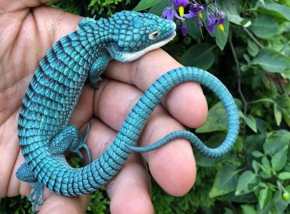 Древесная Аброния