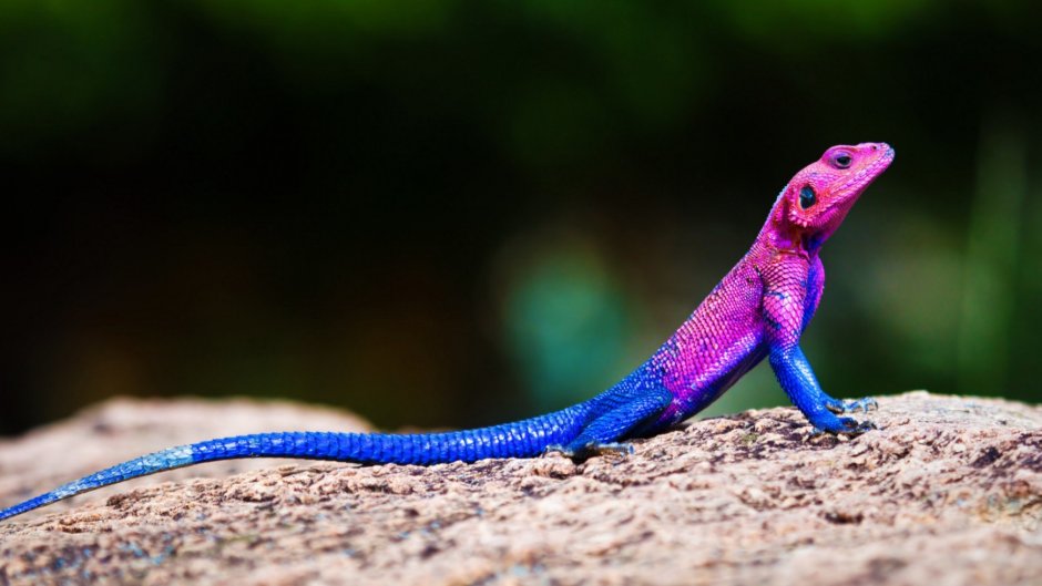 Агама из Серенгети